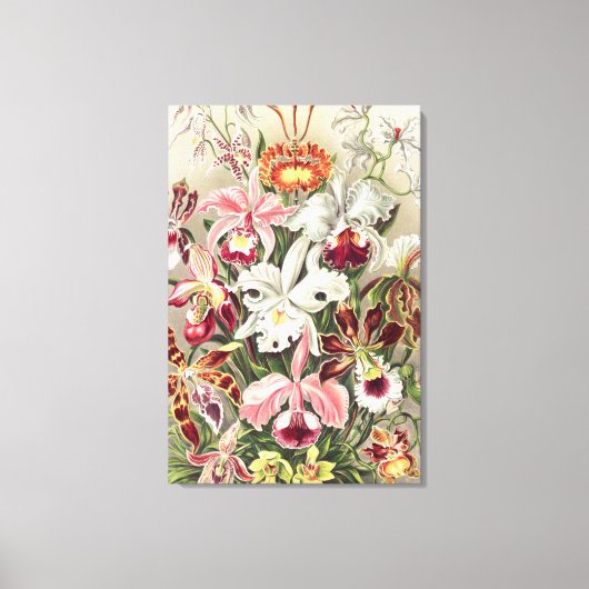 ハエケルによるラン、Orchideae Denusblumen キャンバスプリント (正面)