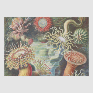 ハエケルのウメボシイソギンチャク 海洋生物 アート コラージュ 薄葉紙