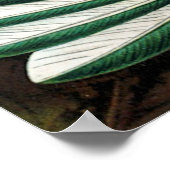 ハエッケルのハミングバードのポスター ポスター (角)