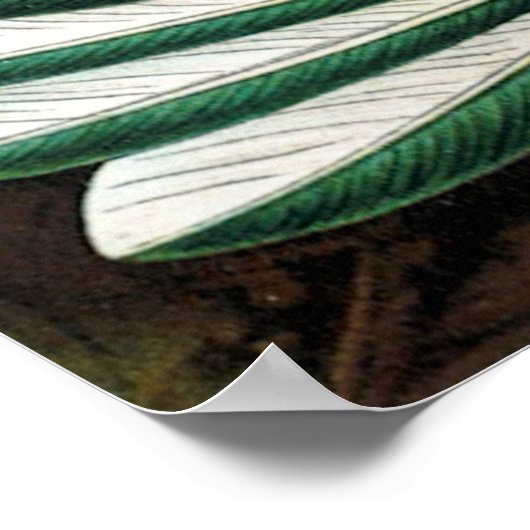 ハエッケルのハミングバードのポスター ポスター (角)