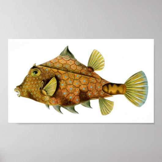 ハエッケル・テトロソムス・ギブソス ポスター (正面)