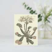 ハエトリソウの植物画 ポストカード (スタンド正面)