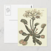 ハエトリソウの植物画 ポストカード (正面/裏面)