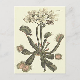 ハエトリソウの植物画 ポストカード