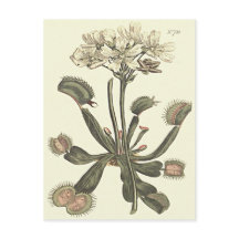 ハエトリソウの植物画