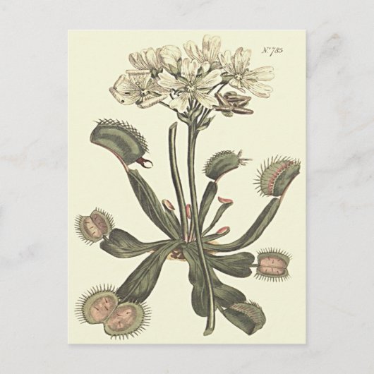 ハエトリソウの植物画 ポストカード (正面)