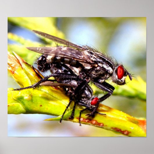 ハエ ポスター (正面)