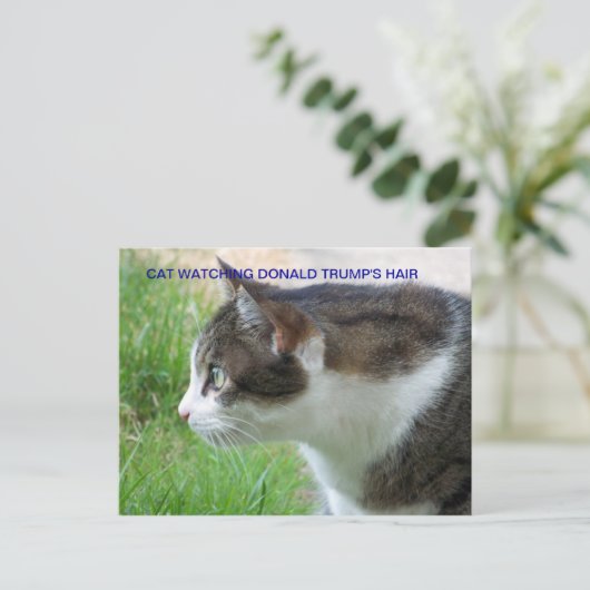 ハガキおもしろい:ドナルドトランプの毛を見る猫 ポストカード (スタンド正面)
