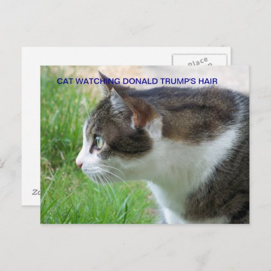 ハガキおもしろい：ドナルドトランプの毛を見る猫 ポストカード (正面/裏面)