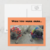 ハガキが来てほしい… ポストカード (正面/裏面)