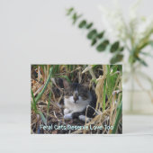 ハガキに愛情を注ぐ猫たち ポストカード (スタンド正面)