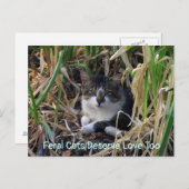 ハガキに愛情を注ぐ猫たち ポストカード (正面/裏面)