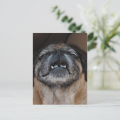 ハガキを開けた口付きパグ犬 ポストカード (スタンド正面)