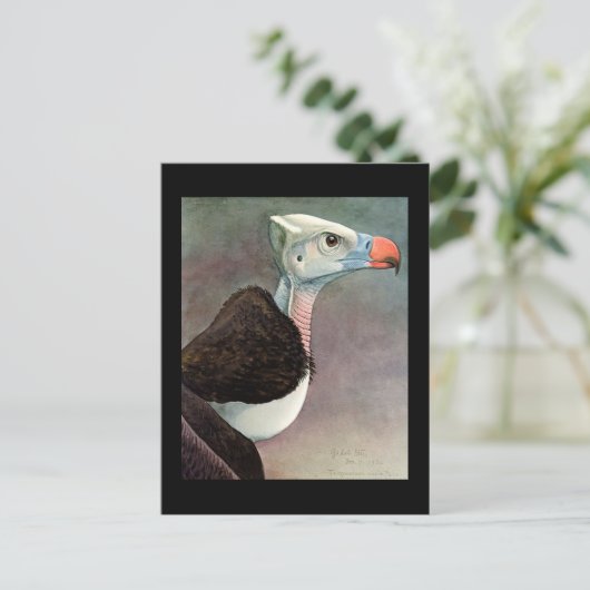 ハガキヴィンテージシカゴアートアビシニアン鳥12 ポストカード (スタンド正面)