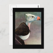 ハガキヴィンテージシカゴアートアビシニアン鳥12 ポストカード (正面/裏面)