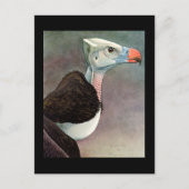 ハガキヴィンテージシカゴアートアビシニアン鳥12 ポストカード (正面)