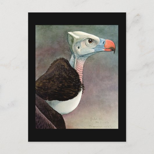 ハガキヴィンテージシカゴアートアビシニアン鳥12 ポストカード (正面)