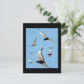 ハガキヴィンテージシカゴアートアビシニアン鳥13 ポストカード (スタンド正面)