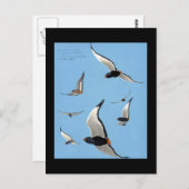 ハガキヴィンテージシカゴアートアビシニアン鳥13 ポストカード (正面/裏面)