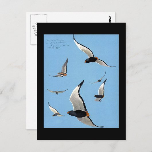 ハガキヴィンテージシカゴアートアビシニアン鳥13 ポストカード (正面/裏面)