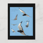 ハガキヴィンテージシカゴアートアビシニアン鳥13 ポストカード (正面)