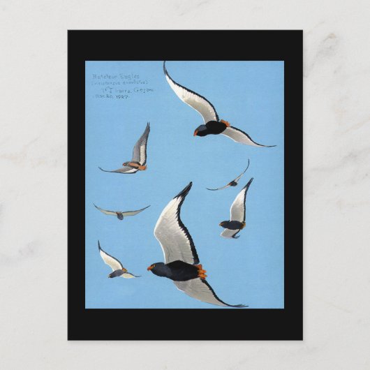 ハガキヴィンテージシカゴアートアビシニアン鳥13 ポストカード (正面)