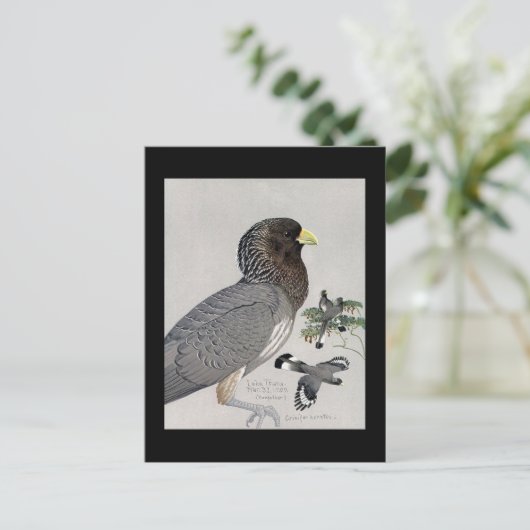 ハガキヴィンテージシカゴアートアビシニアン鳥14 ポストカード (スタンド正面)