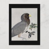 ハガキヴィンテージシカゴアートアビシニアン鳥14 ポストカード (正面)