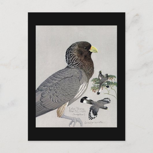 ハガキヴィンテージシカゴアートアビシニアン鳥14 ポストカード (正面)
