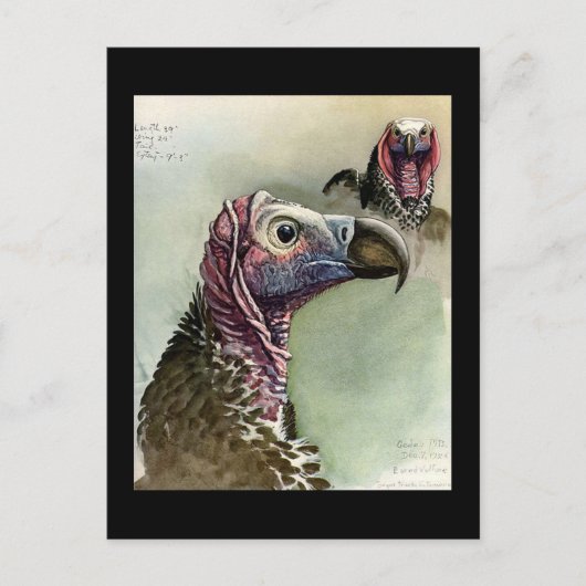 ハガキヴィンテージシカゴアートアビシニアン鳥15 ポストカード (正面)