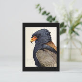 ハガキヴィンテージシカゴアートアビシニアン鳥18 ポストカード (スタンド正面)