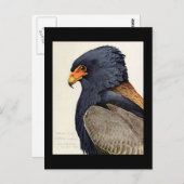 ハガキヴィンテージシカゴアートアビシニアン鳥18 ポストカード (正面/裏面)