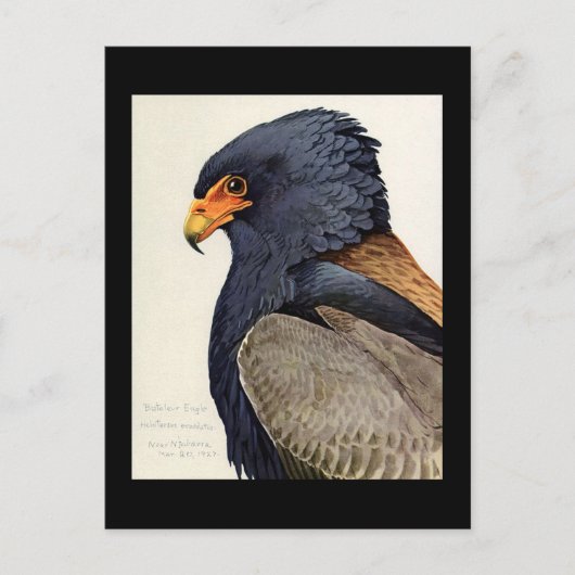 ハガキヴィンテージシカゴアートアビシニアン鳥18 ポストカード (正面)