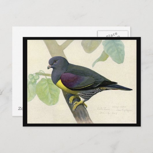 ハガキヴィンテージシカゴアートアビシニアン鳥1 ポストカード (正面/裏面)