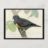 ハガキヴィンテージシカゴアートアビシニアン鳥1 ポストカード (正面)