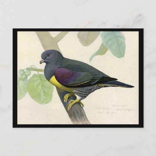 ハガキヴィンテージシカゴアートアビシニアン鳥1 ポストカード (正面)