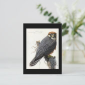 ハガキヴィンテージシカゴアートアビシニアン鳥2 ポストカード (スタンド正面)