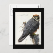 ハガキヴィンテージシカゴアートアビシニアン鳥2 ポストカード (正面/裏面)