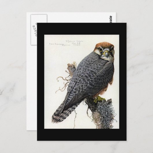 ハガキヴィンテージシカゴアートアビシニアン鳥2 ポストカード (正面/裏面)