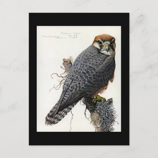 ハガキヴィンテージシカゴアートアビシニアン鳥2 ポストカード (正面)