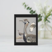 ハガキヴィンテージシカゴアートアビシニアン鳥4 ポストカード (スタンド正面)