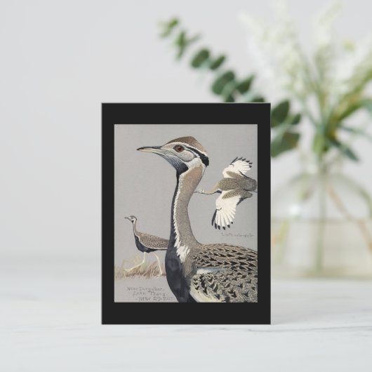 ハガキヴィンテージシカゴアートアビシニアン鳥4 ポストカード (スタンド正面)