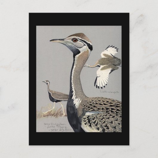 ハガキヴィンテージシカゴアートアビシニアン鳥4 ポストカード (正面)