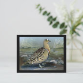 ハガキヴィンテージシカゴアートアビシニアン鳥5 ポストカード (スタンド正面)