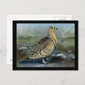 ハガキヴィンテージシカゴアートアビシニアン鳥5 ポストカード (正面/裏面)