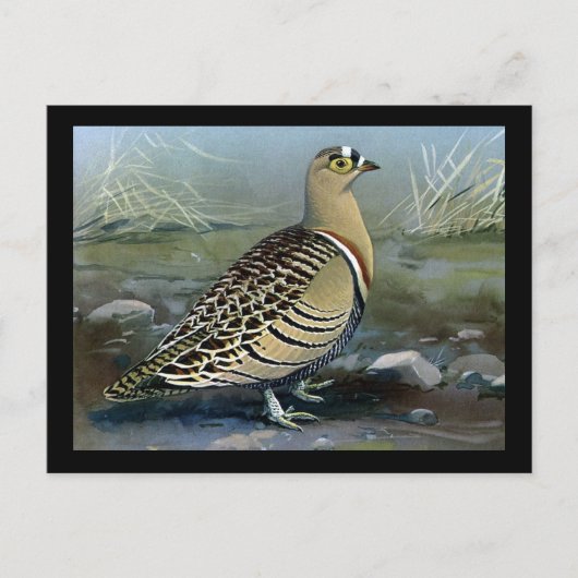 ハガキヴィンテージシカゴアートアビシニアン鳥5 ポストカード (正面)