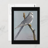 ハガキヴィンテージシカゴアートアビシニアン鳥8 ポストカード (正面/裏面)