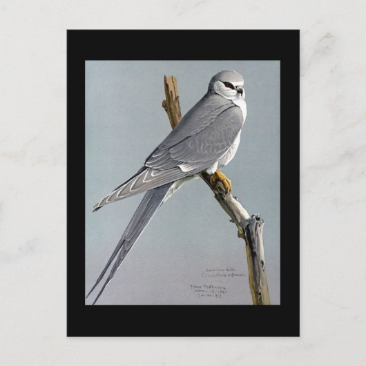 ハガキヴィンテージシカゴアートアビシニアン鳥8 ポストカード (正面)