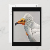 ハガキヴィンテージシカゴアートアビシニアン3 ポストカード (正面/裏面)