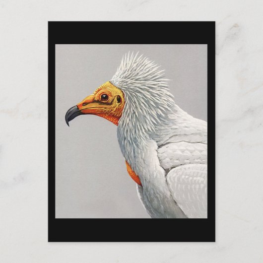 ハガキヴィンテージシカゴアートアビシニアン3 ポストカード (正面)